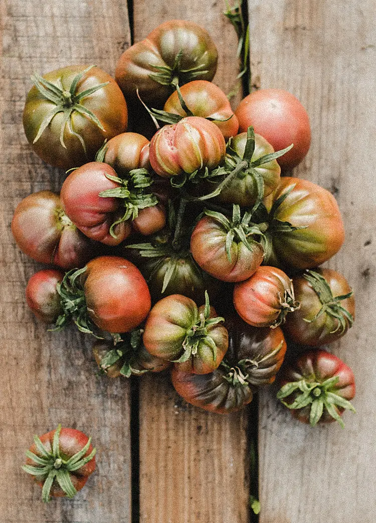 tomates ecológicos huertas Fogar do Santiso Teo
