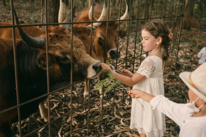 ganadería ecológica ternera autóctona ganadería ecológica ternera autóctona de Galicia