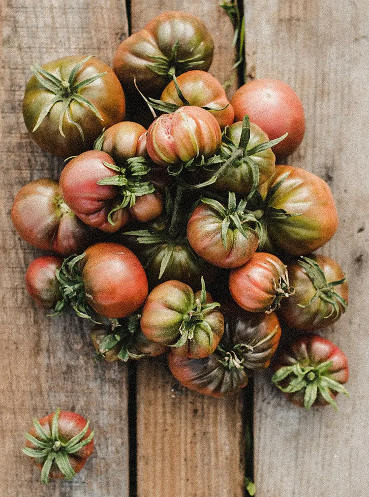 tomates ecológicos huertas Fogar do Santiso Teo